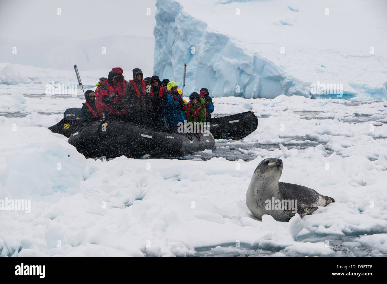 Les touristes dans un Zodiac à la recherche d'un joint à Leopard (Hydrurga leptonyx), Enterprise Island, l'Antarctique, régions polaires Banque D'Images