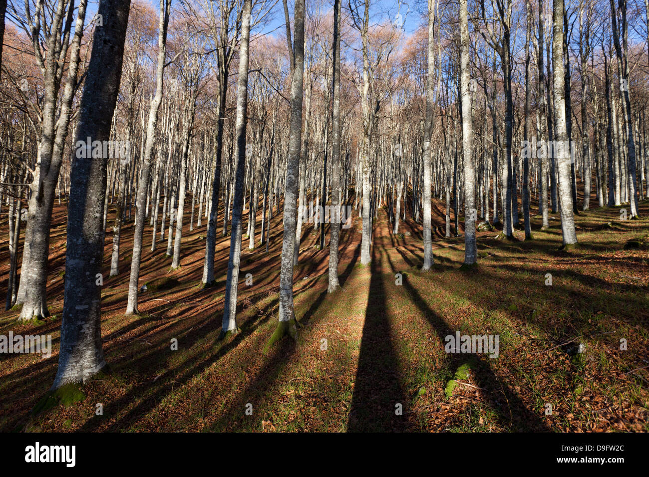 Alpago forêt de hêtres en automne, Padova, Veneto, Italie Banque D'Images