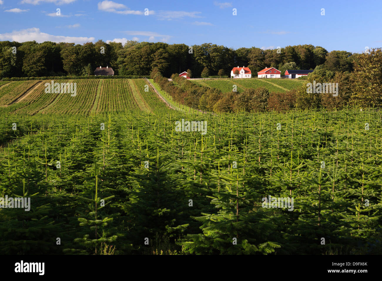 L'épinette de Norvège (arbre de Noël) plantation, Ry, Lake District, Jutland, Danemark, Scandinavie Banque D'Images