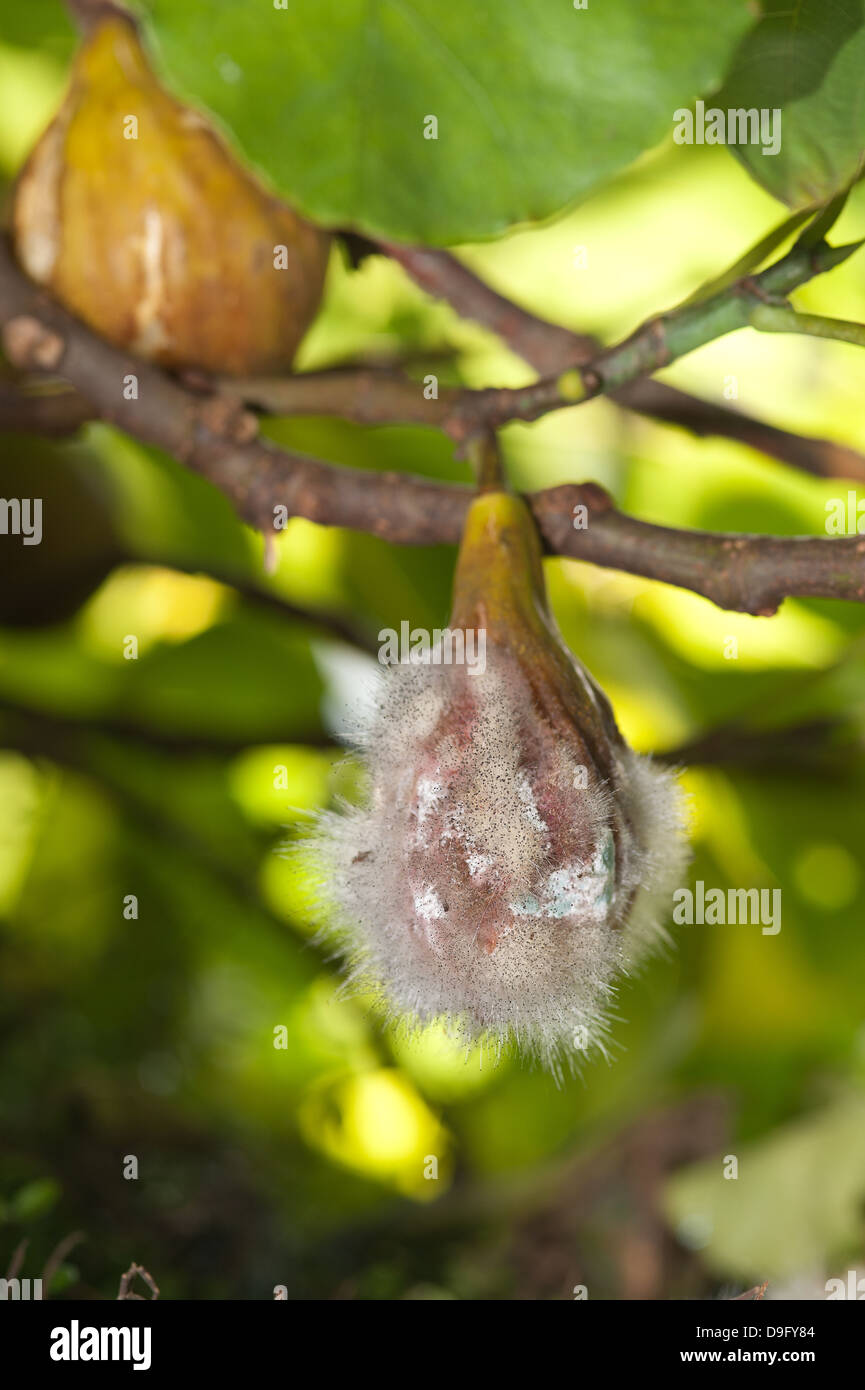 Figue pourrir sur l'arbre en raison de trop de pluie et le manque de soleil montrant les hyphes de champignons spores pinmold Banque D'Images