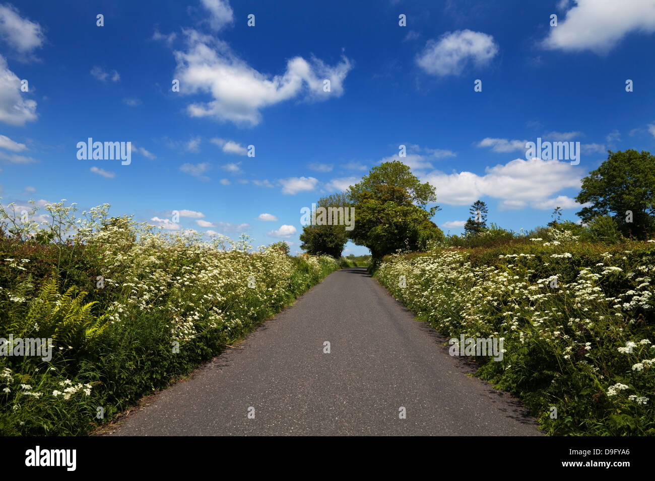 Bordée de fleurs sauvages country road, près de Totnes, County Kilkenny, Ireland Banque D'Images