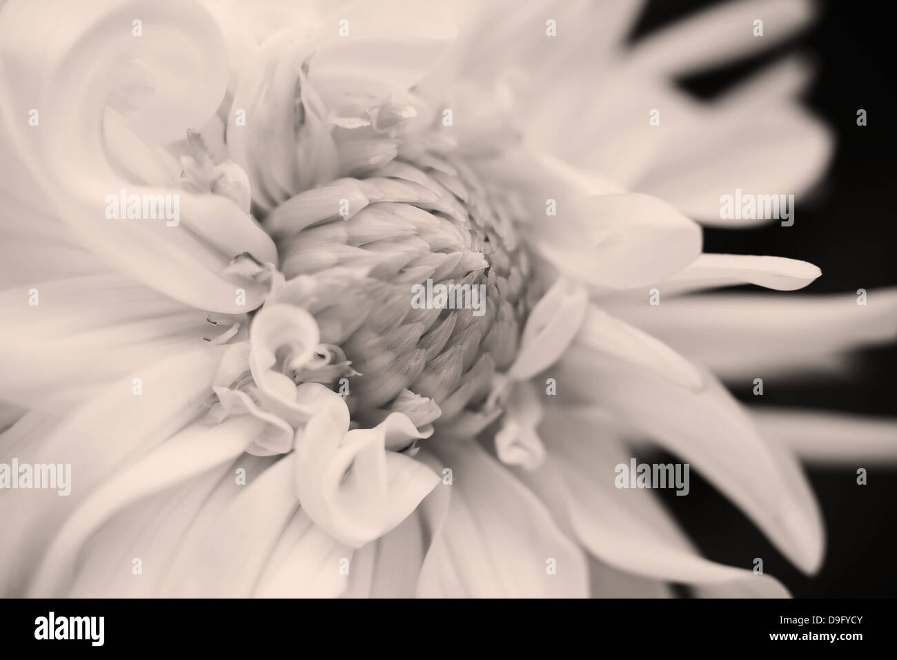 Fleur, photo en noir et blanc Banque D'Images
