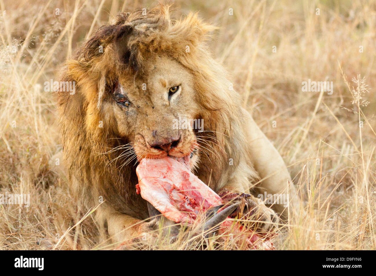 Homme Lion, Panthera leo, manger, Masai Mara, Kenya Banque D'Images