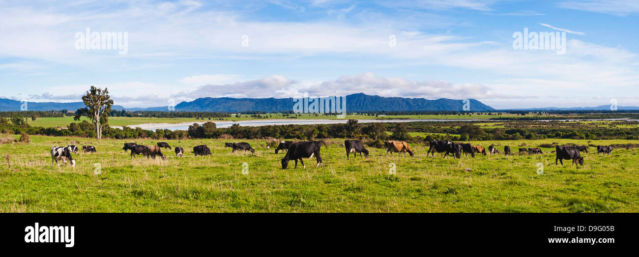 Troupeau de vaches sur les terres agricoles sur la côte ouest, l'île du Sud, Nouvelle-Zélande Banque D'Images