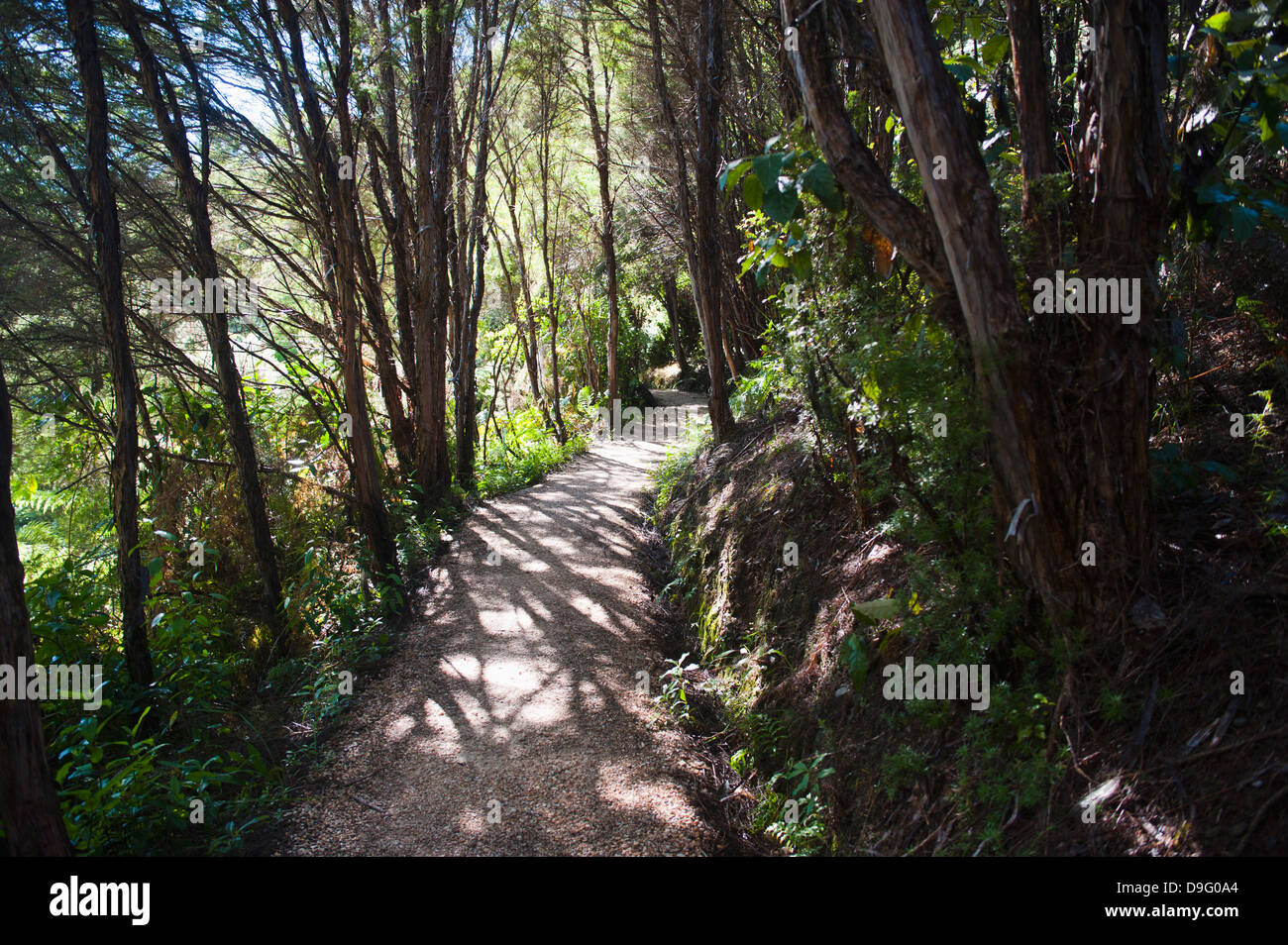 Les chemins dans la forêt tropicale entourant Pupu Springs (Te Waikoropupu Springs), Golden Bay, région de Tasmanie, île du Sud, Nouvelle-Zélande Banque D'Images