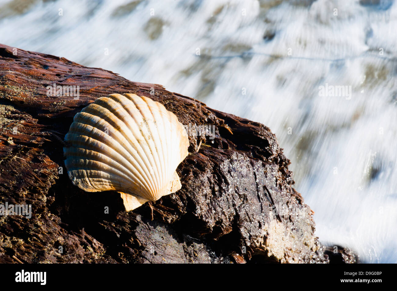 Shell sur Pakawau Beach, Golden Bay, île du Sud, Nouvelle-Zélande Banque D'Images