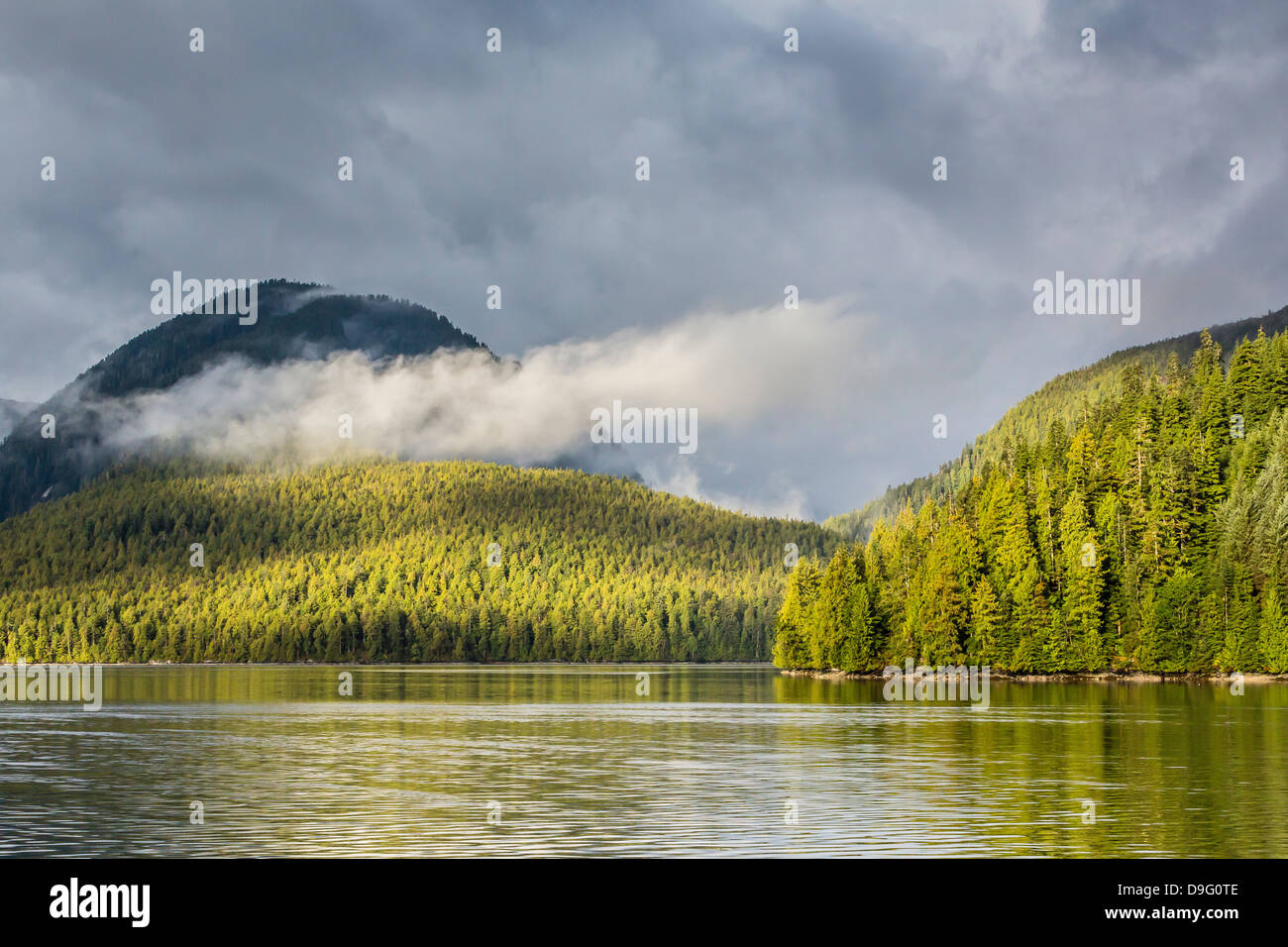 Enveloppé de brouillard forêt près de Juneau, Southeast Alaska, USA Banque D'Images