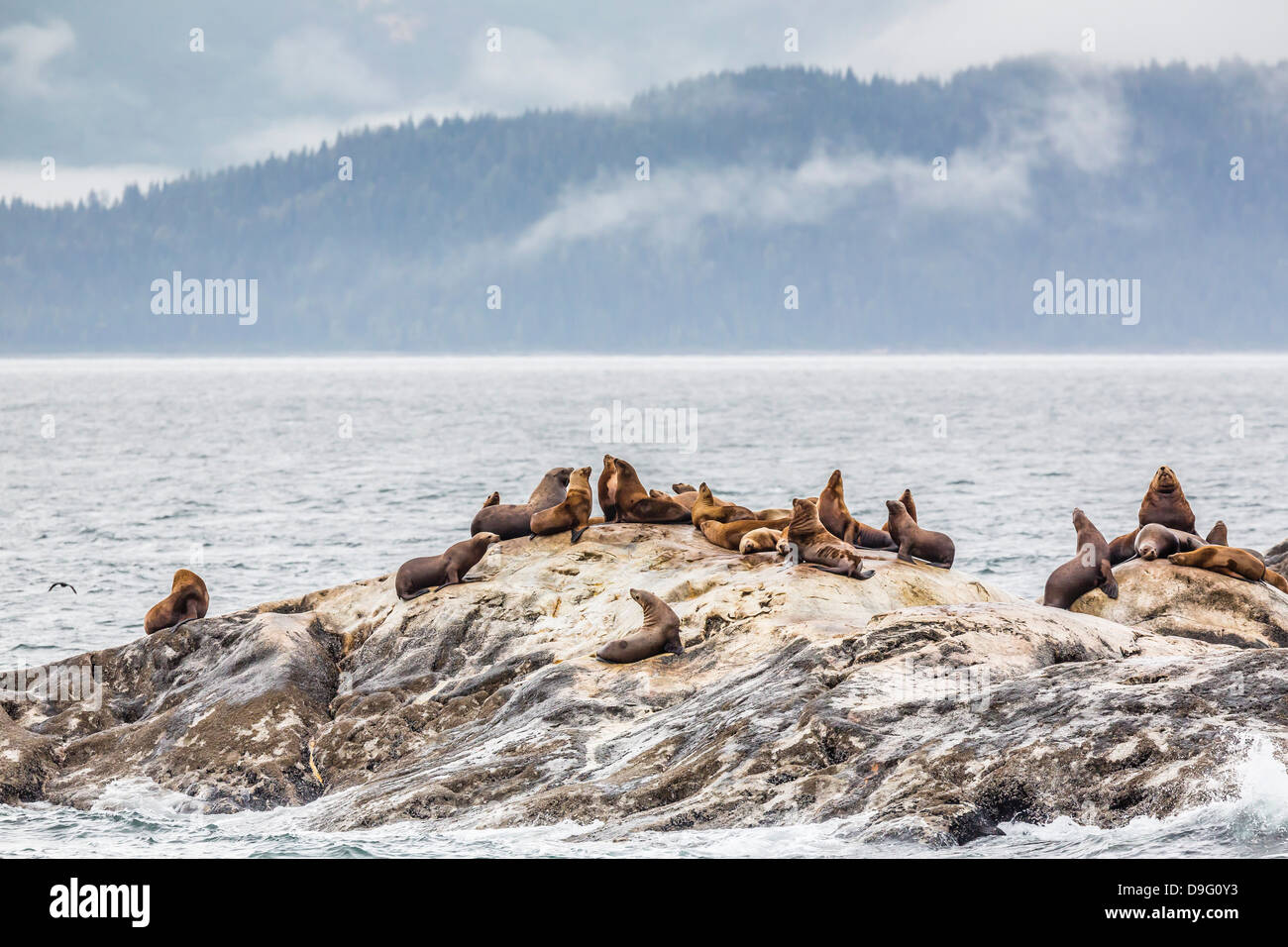 (Nord) otaries de Steller (Eumetopias jubatus), au sud de l'île de marbre, Glacier Bay National Park, Alaska, USA Banque D'Images