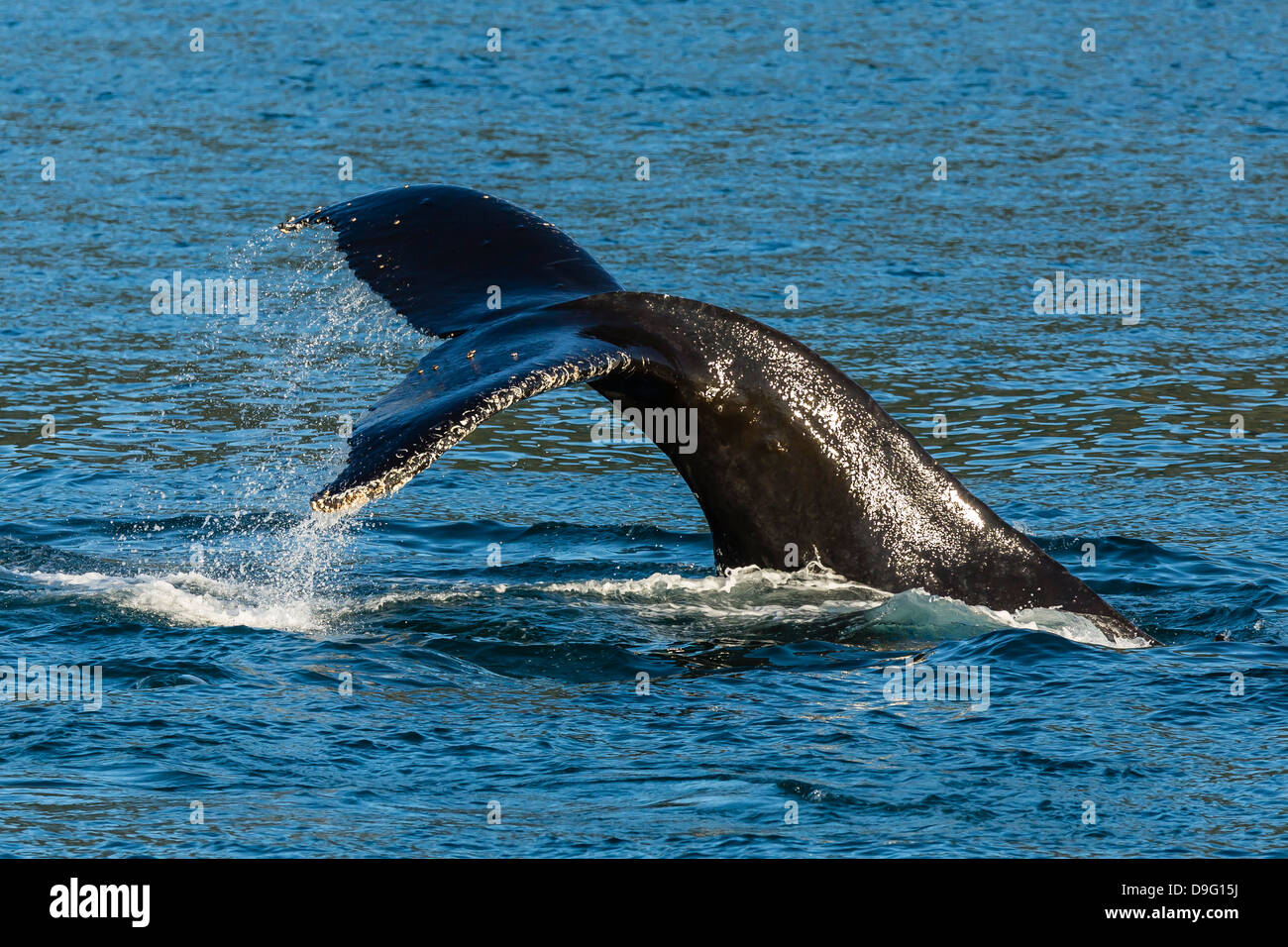 Des profils baleine à bosse (Megaptera novaeangliae) jusqu'à la nageoire caudale, plongée, des Neiges carte Sud de l'Alaska, USA Banque D'Images