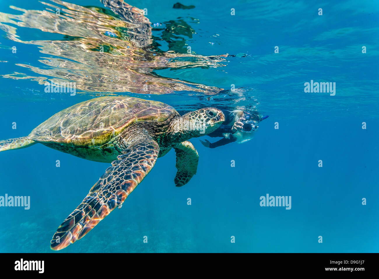 Tortue verte (Chelonia mydas) sous l'eau avec snorkeler, Maui, Hawaii, United States of America Banque D'Images