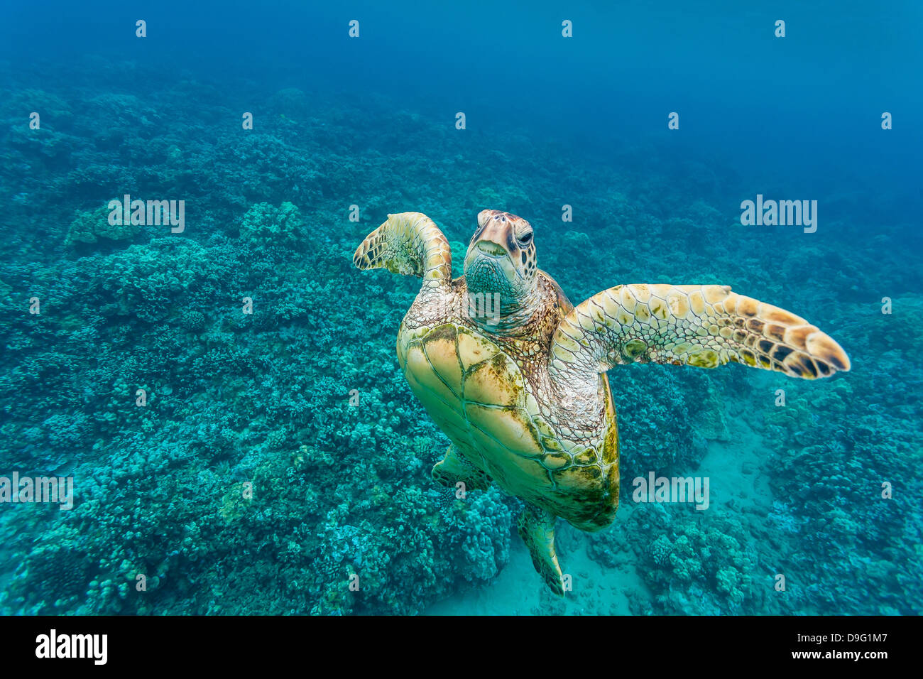 Tortue verte (Chelonia mydas) sous l'eau, Maui, Hawaii, United States of America Banque D'Images