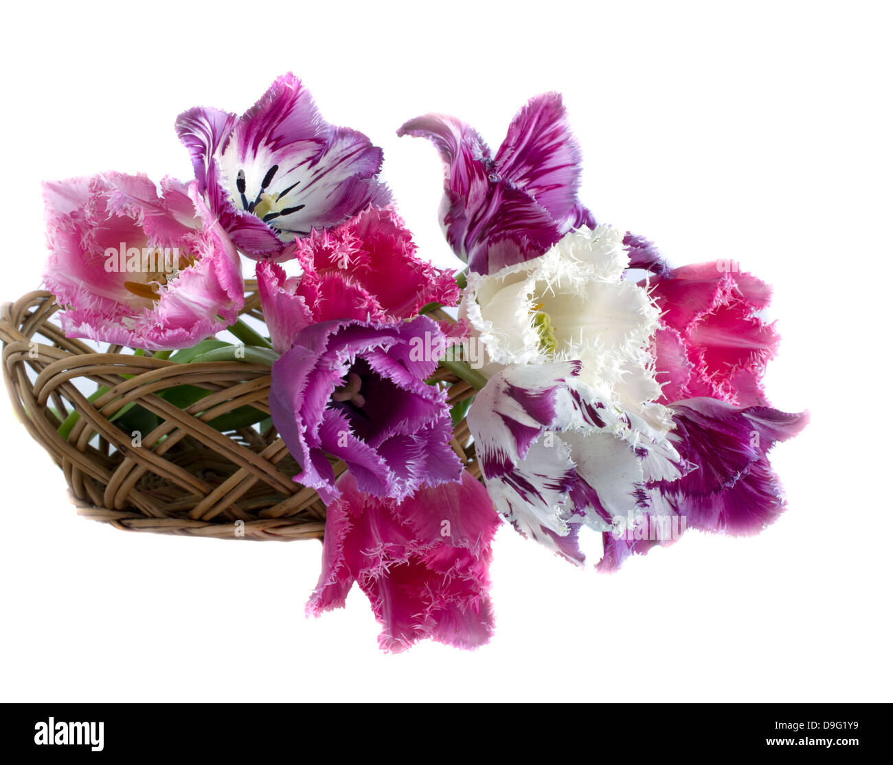 Bouquet de tulipes sont dans un cadre sur un fond blanc Banque D'Images