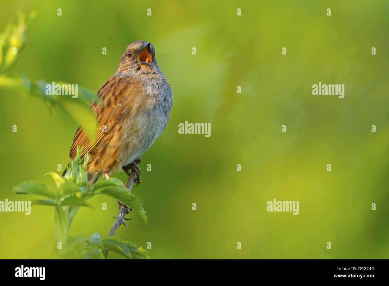 Couverture, Nid, Heckenbraunelle, Accentor Prunella modularis, Accenteur mouchet, Acentor Común Banque D'Images