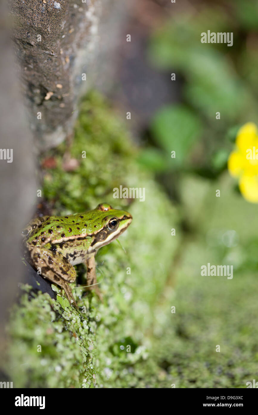Close-up of European common frog (Rana temporaria), Drenthe, Pays-Bas, (Hollande). Banque D'Images
