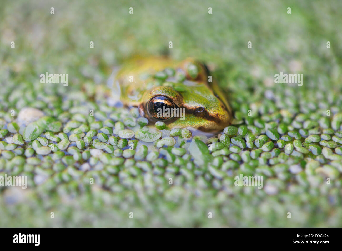 Close-up of European common frog (Rana temporaria), Drenthe, Pays-Bas Banque D'Images