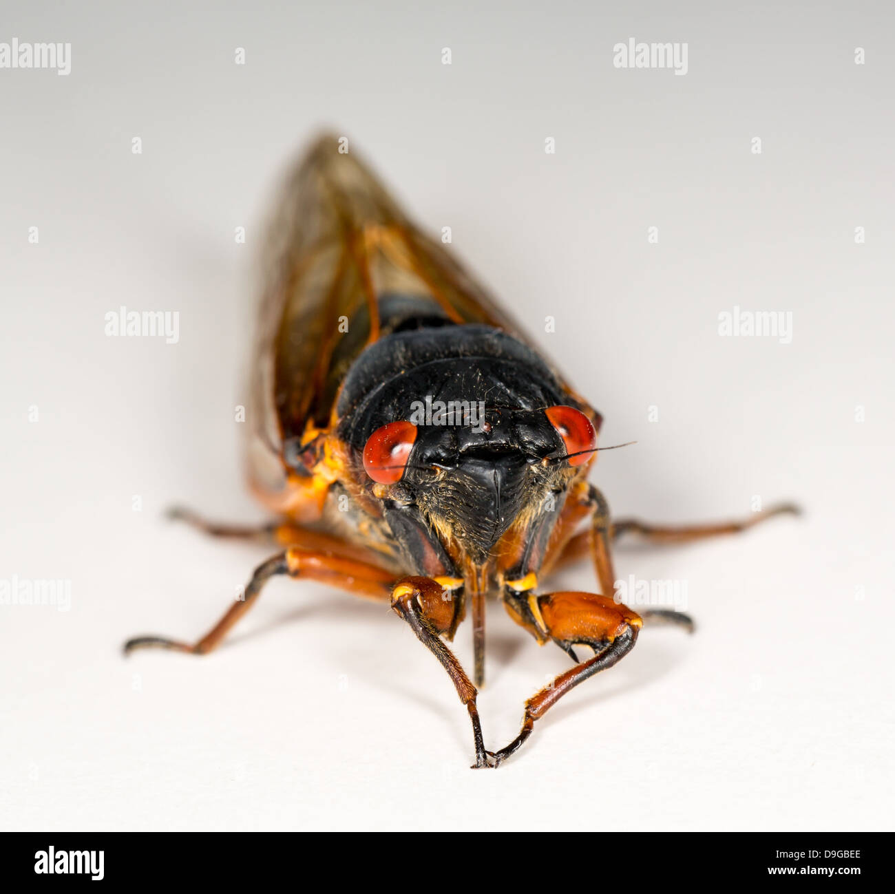Cigale de Brood II en 2013 en Virginie. Macro image détaillée contre fond blanc Banque D'Images