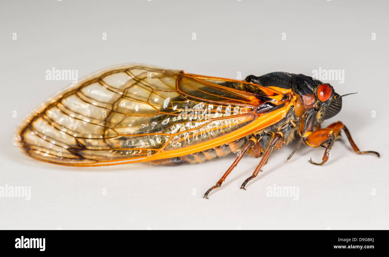 Cigale de Brood II en 2013 en Virginie. Macro image détaillée contre fond blanc Banque D'Images