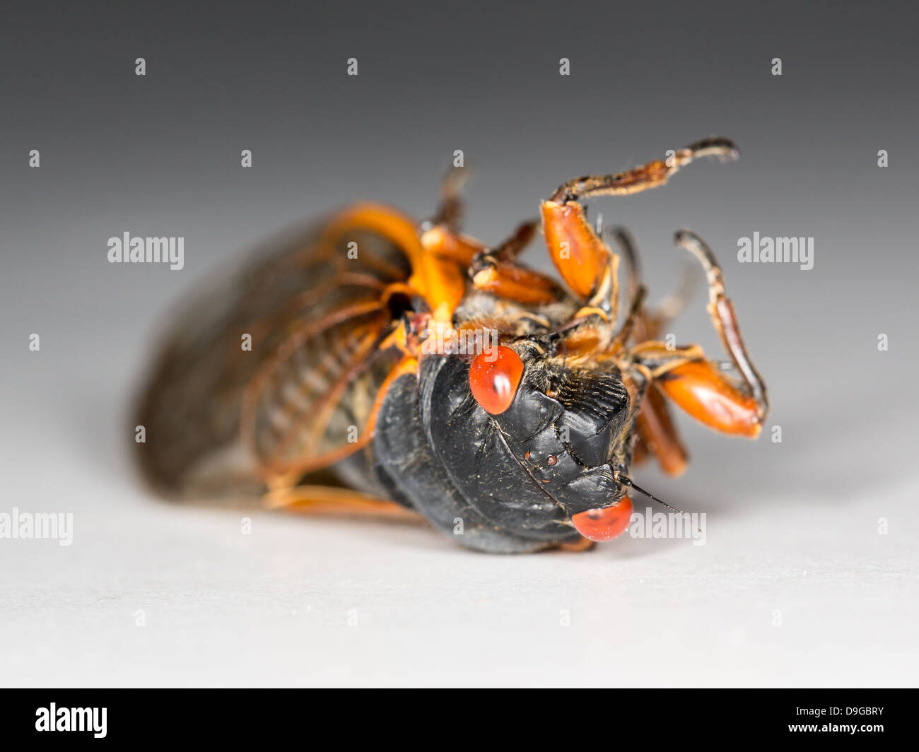 Cigale de Brood II en 2013 en Virginie. Macro image détaillée contre fond blanc Banque D'Images