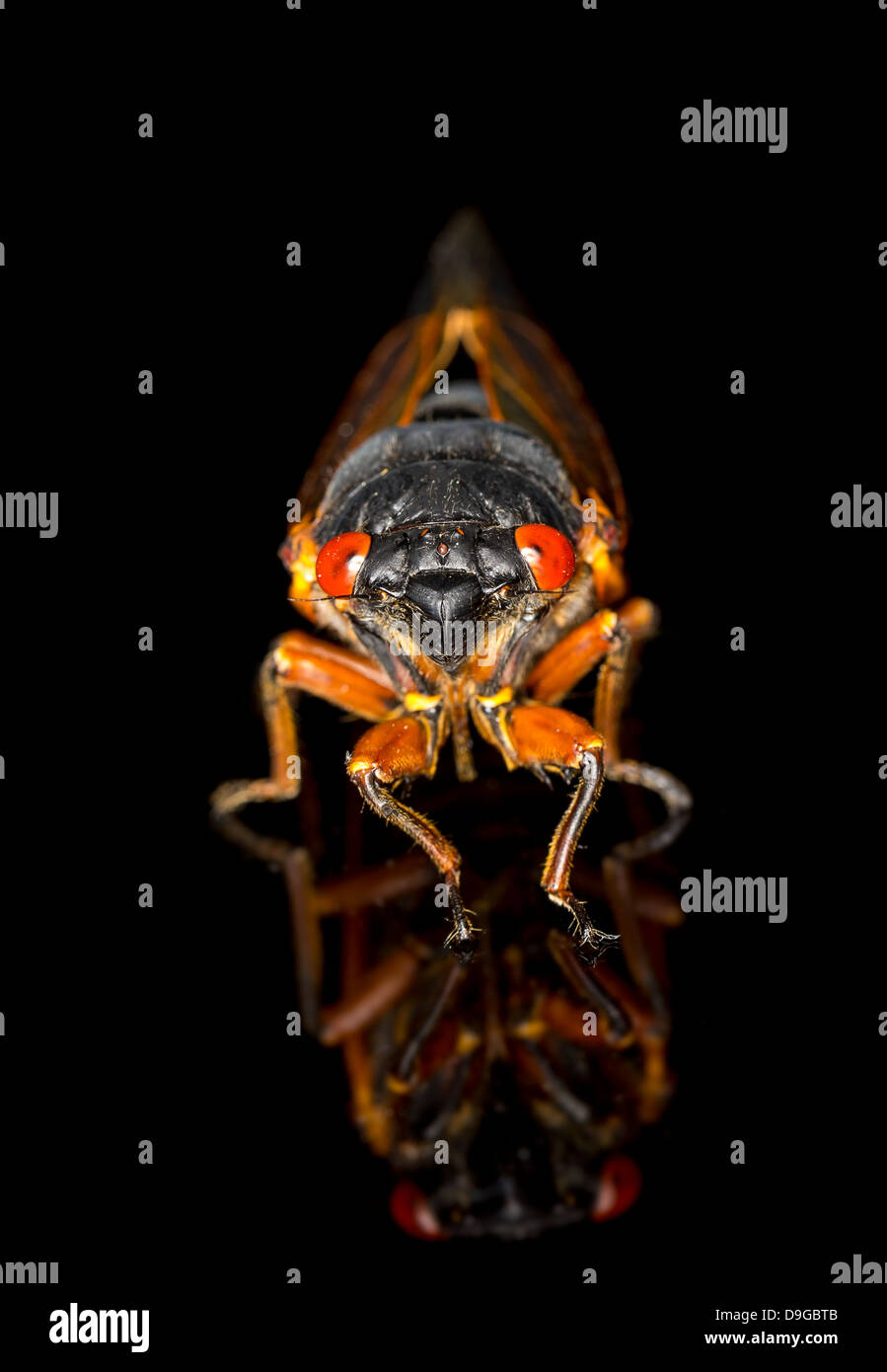 Cigale de Brood II en 2013 en Virginie. Macro image détaillée sur fond noir Banque D'Images