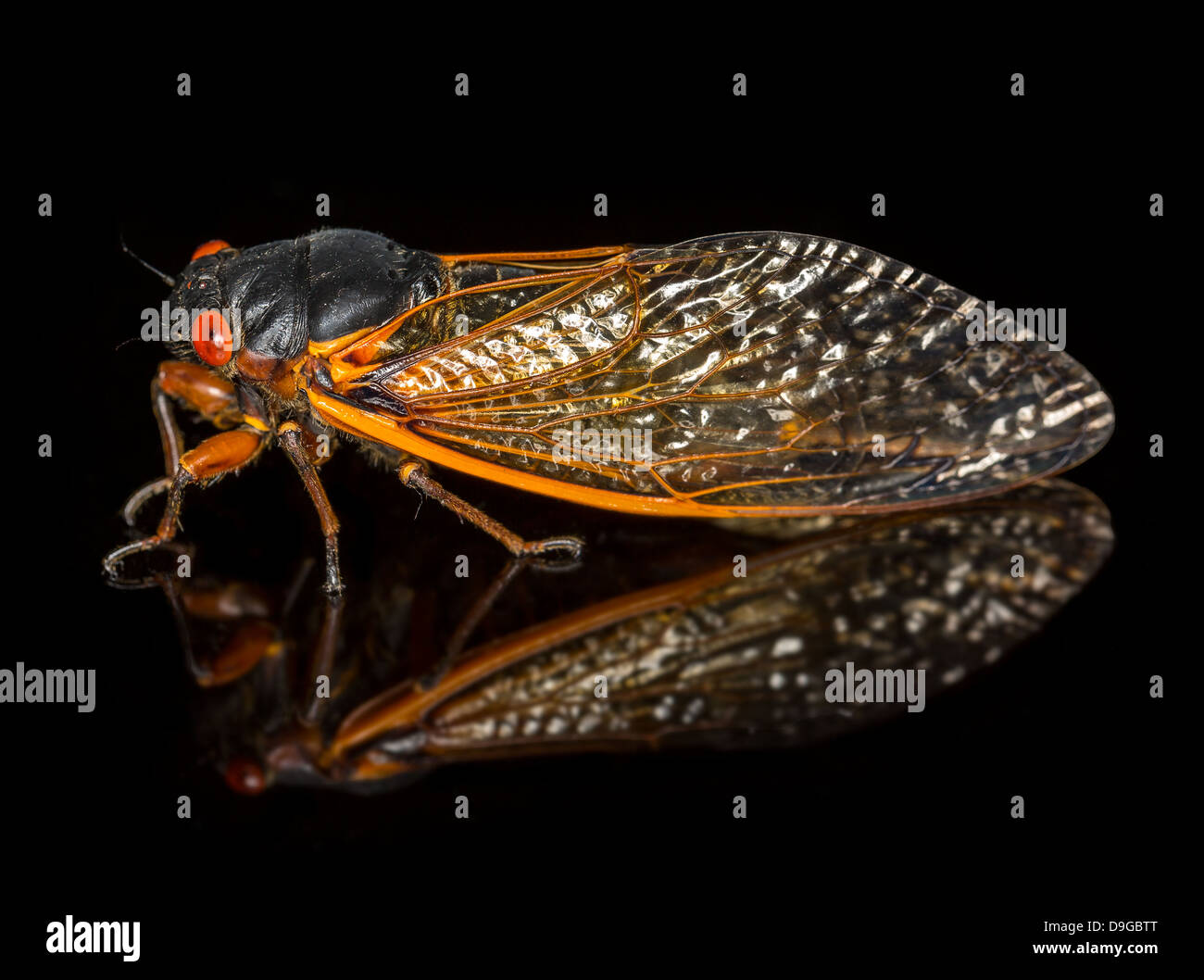 Cigale de Brood II en 2013 en Virginie. Macro image détaillée sur fond noir Banque D'Images