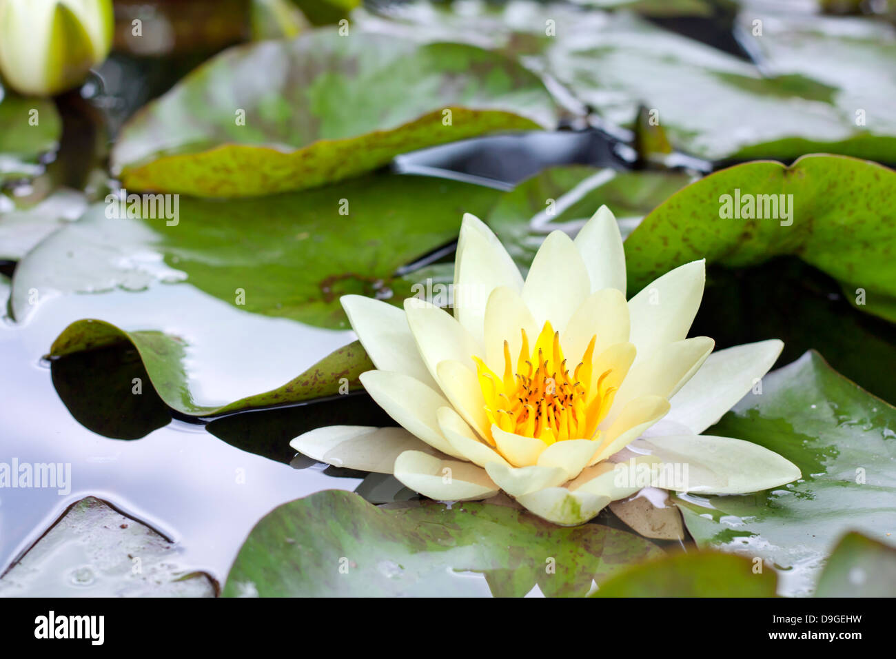 Fleur de lotus jaune ou water lily flower closeup Banque D'Images