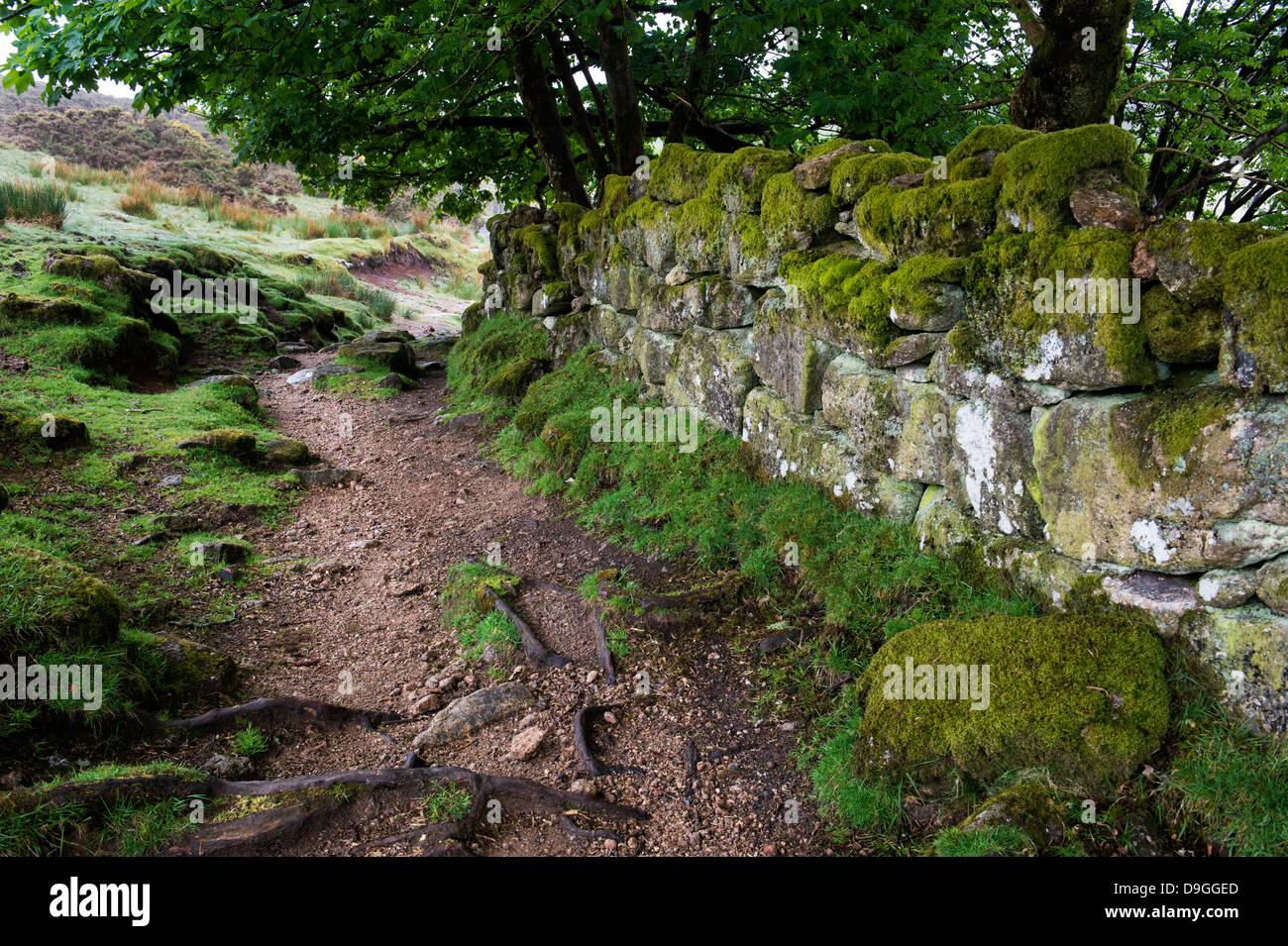 Dartoor sentier du parc national et muret de pierres sèches. Devon, Angleterre Banque D'Images
