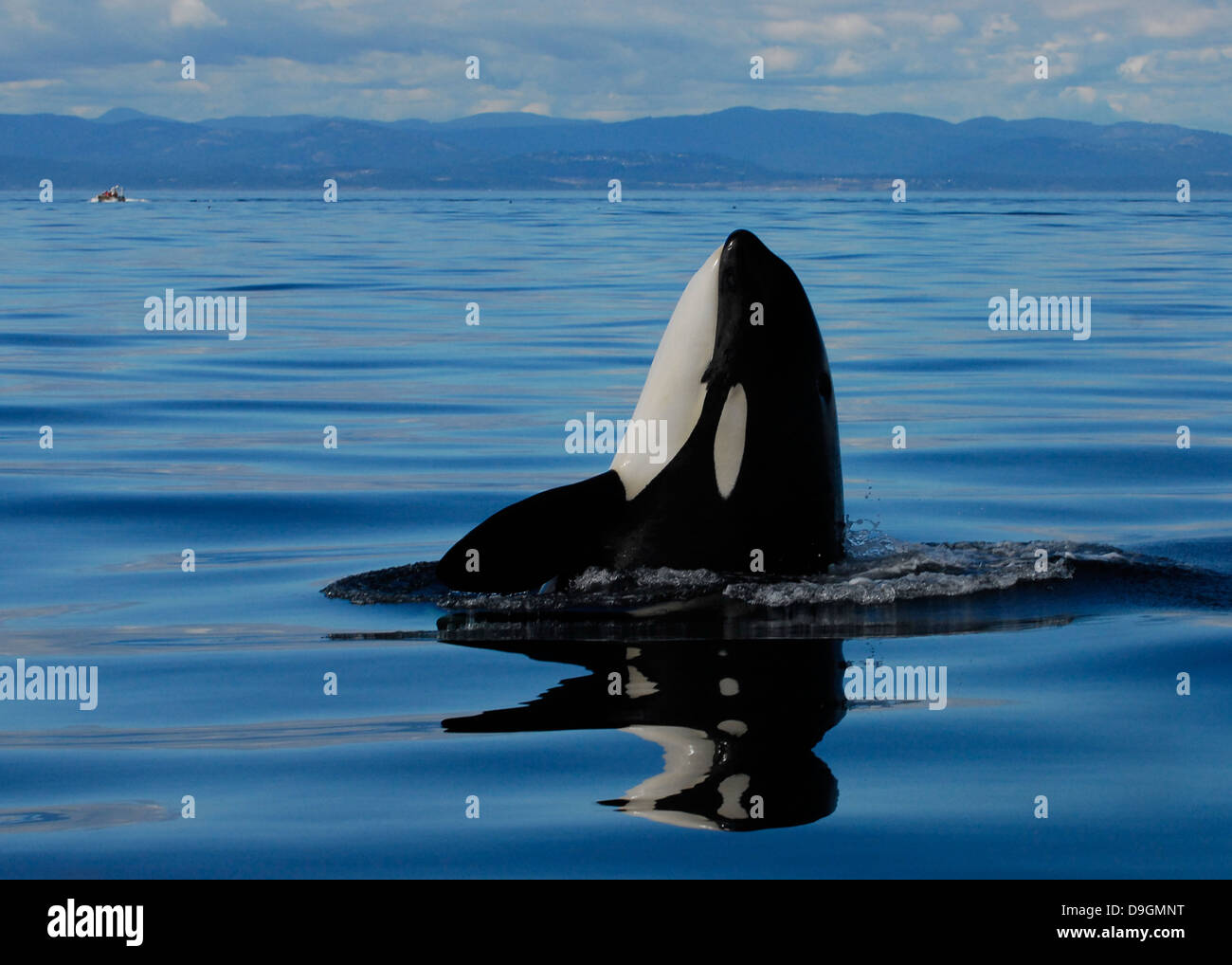 Un épaulard spyhops à regarder son environnement avec un bateau d'observation des baleines dans l'arrière-plan Banque D'Images