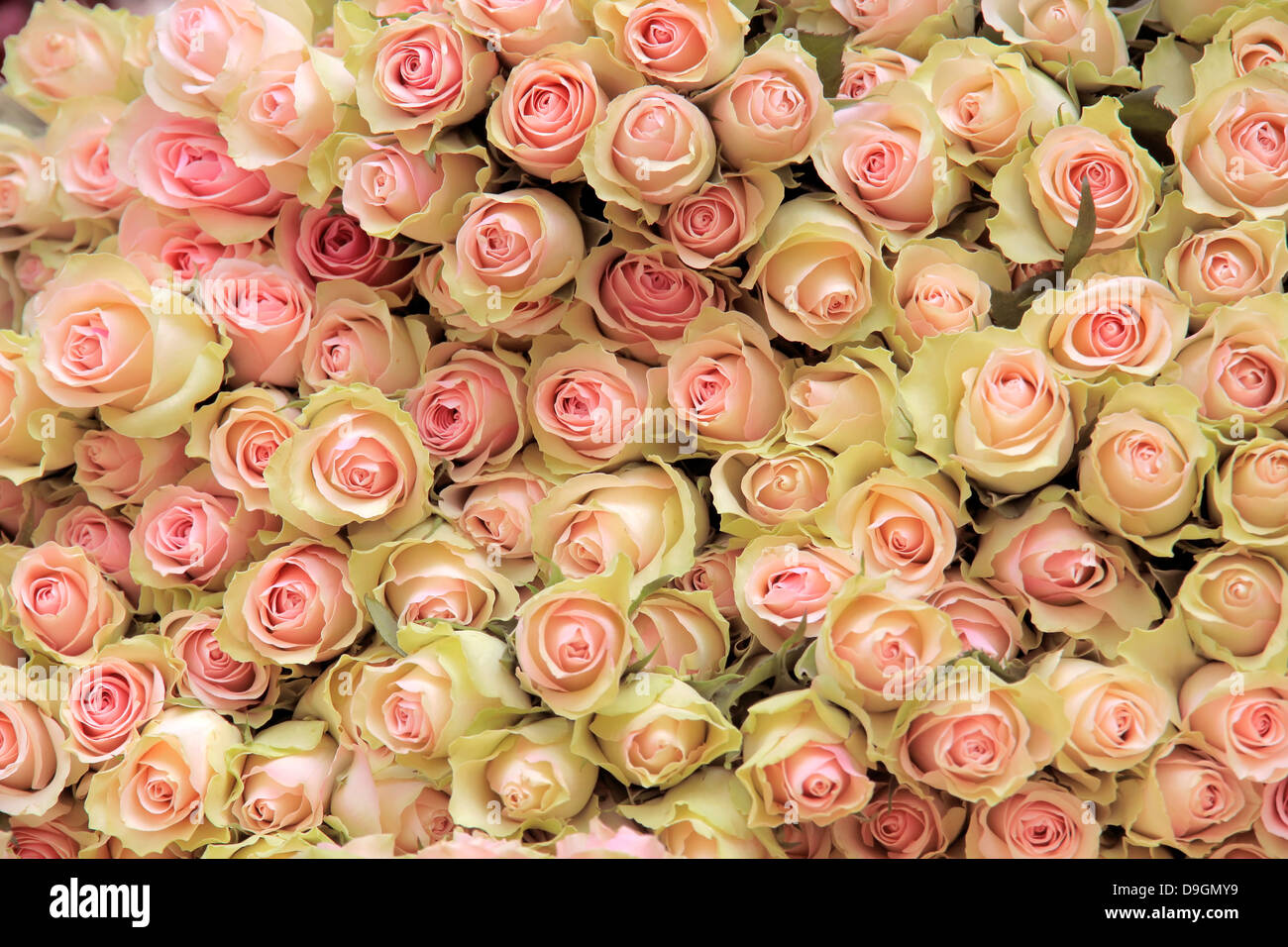 Grand groupe de cut light pink roses dans un magasin de fleur dans le centre de Copenhague, Danemark Banque D'Images