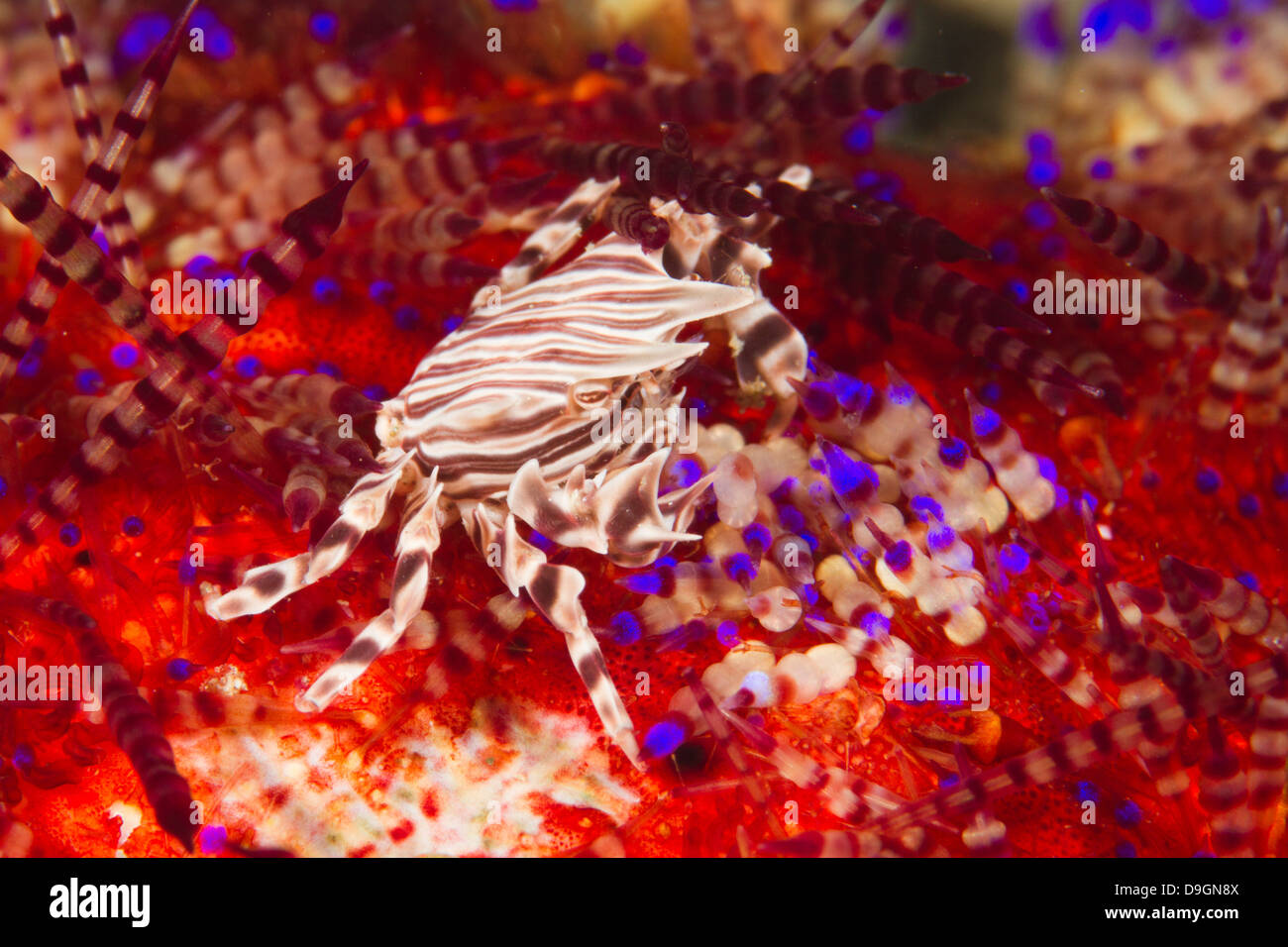 Zebra - crabe zebrida adamsii sur fire urchin, Ambon, Indonésie Banque D'Images