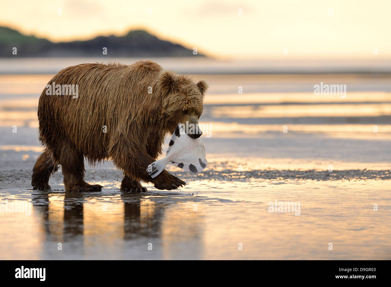 La marche de l'ours grizzli dans la bouche du poisson capturé avec Banque D'Images