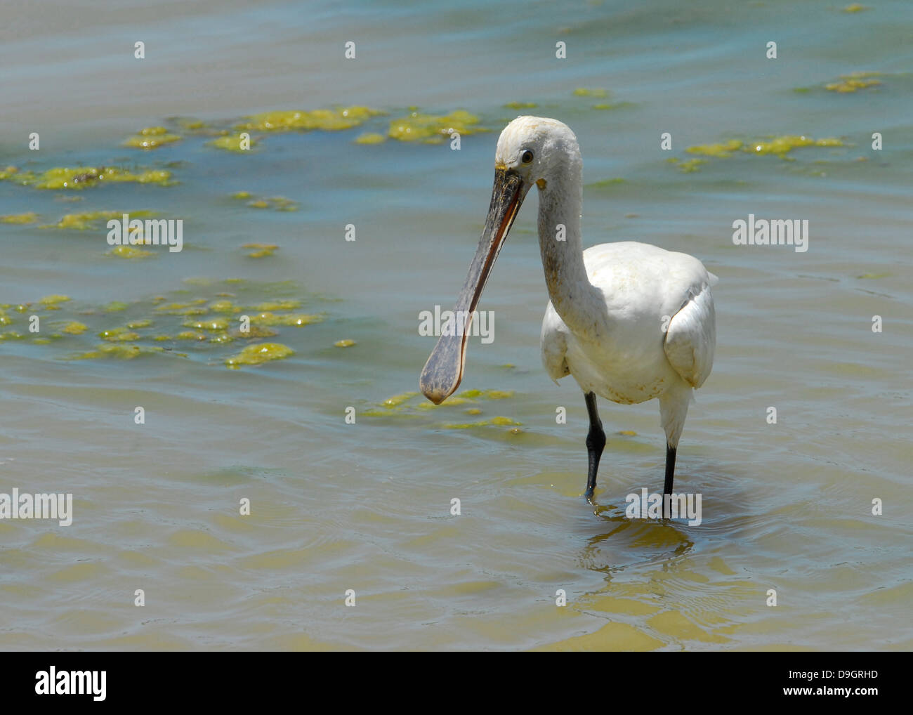 Spatule blanche commune dans Parc national de Yala, au Sri Lanka Banque D'Images
