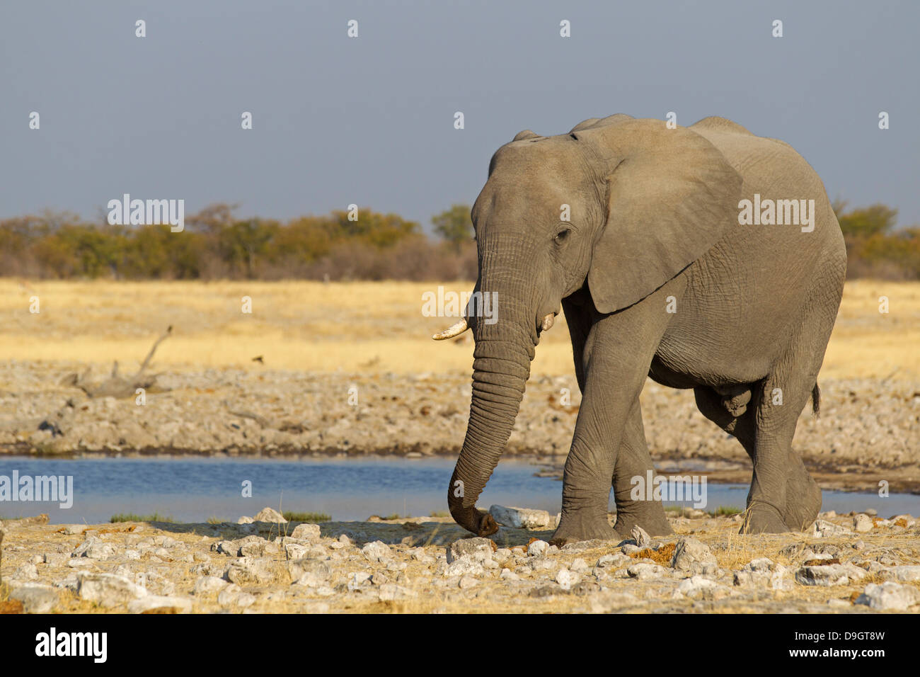 Bush de l'Afrique, l'éléphant, l'Éléphant de savane africaine Afrikanischer Elefant, Loxodonta africana Banque D'Images