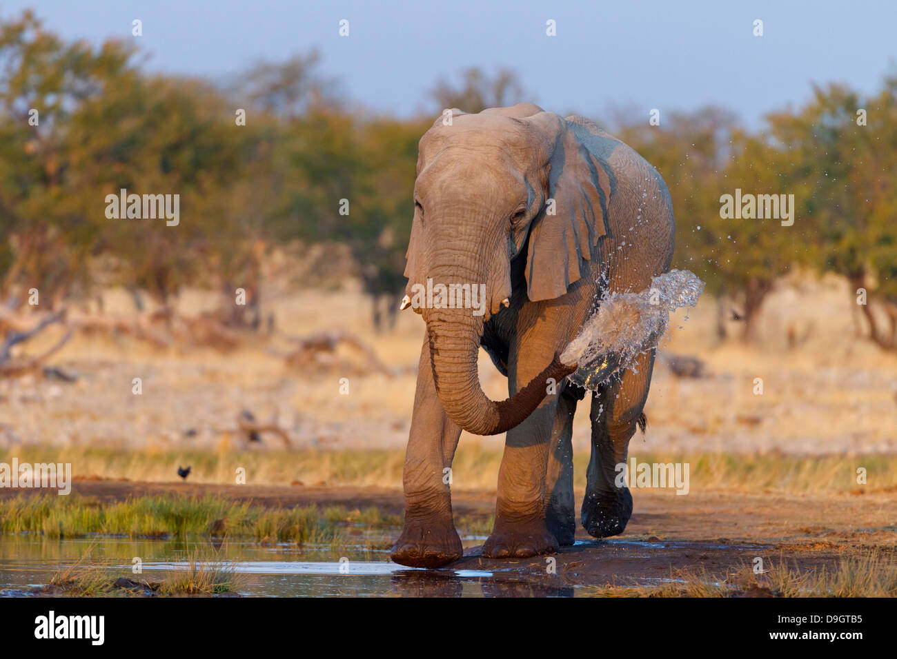 Bush de l'Afrique, l'éléphant, l'Éléphant de savane africaine Afrikanischer Elefant, Loxodonta africana Banque D'Images