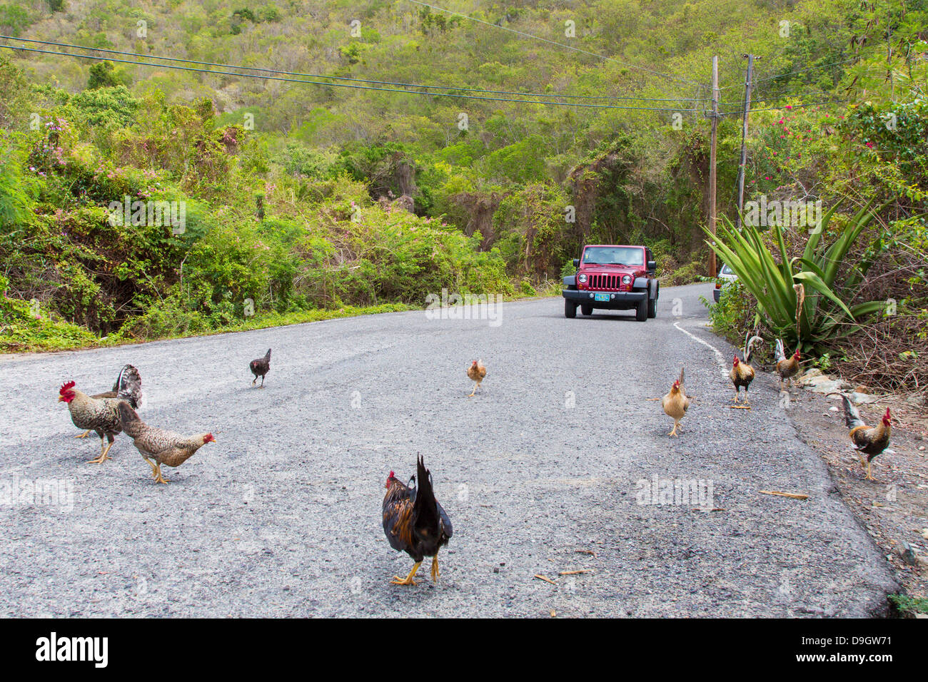 Poulets dans la route sur l'île des Caraïbes de St John dans les îles Vierges américaines Banque D'Images