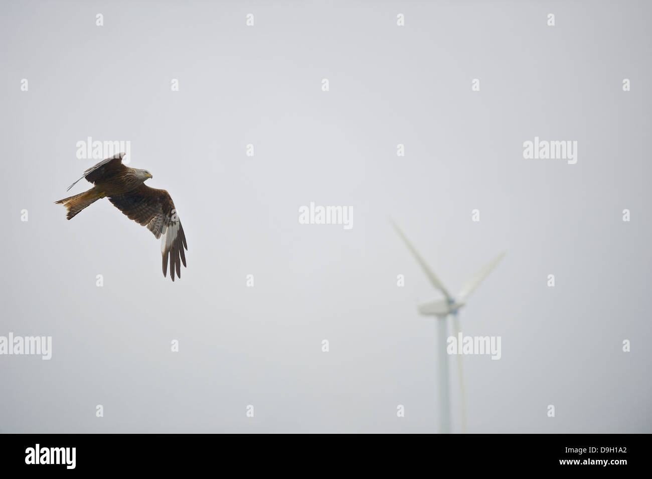 Un raptor Red Kite (Milvus milvus) en vol avec une turbine éolienne de flou artistique en arrière-plan à Nant Bwlch Yr Arian, West Wales Banque D'Images