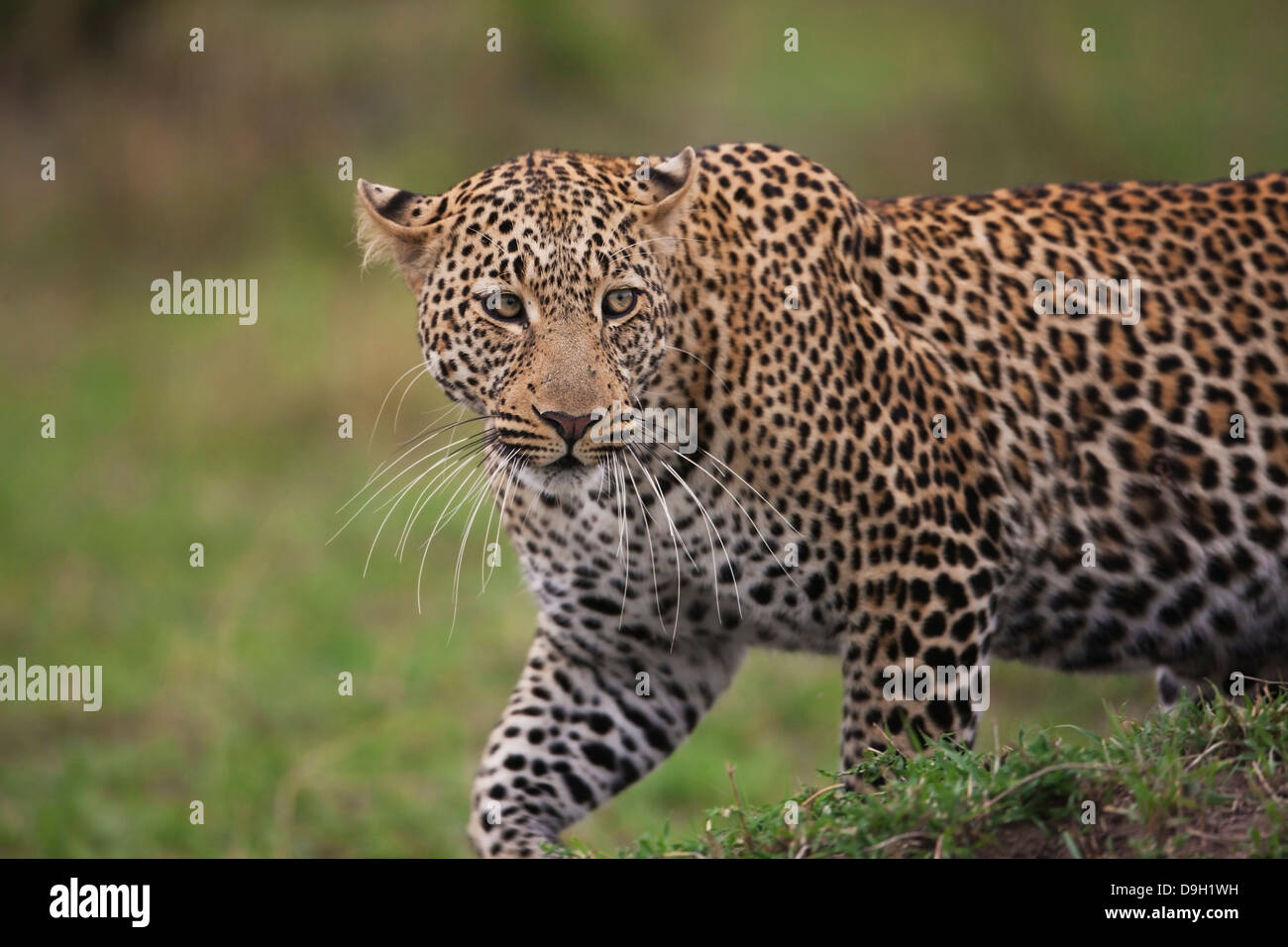 Leopard portrait en gros, Masai Mara, Kenya Banque D'Images