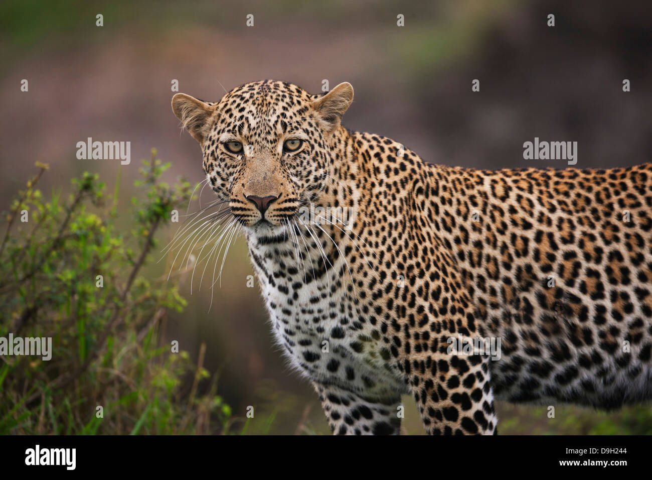 Leopard portrait en gros, Masai Mara, Kenya Banque D'Images