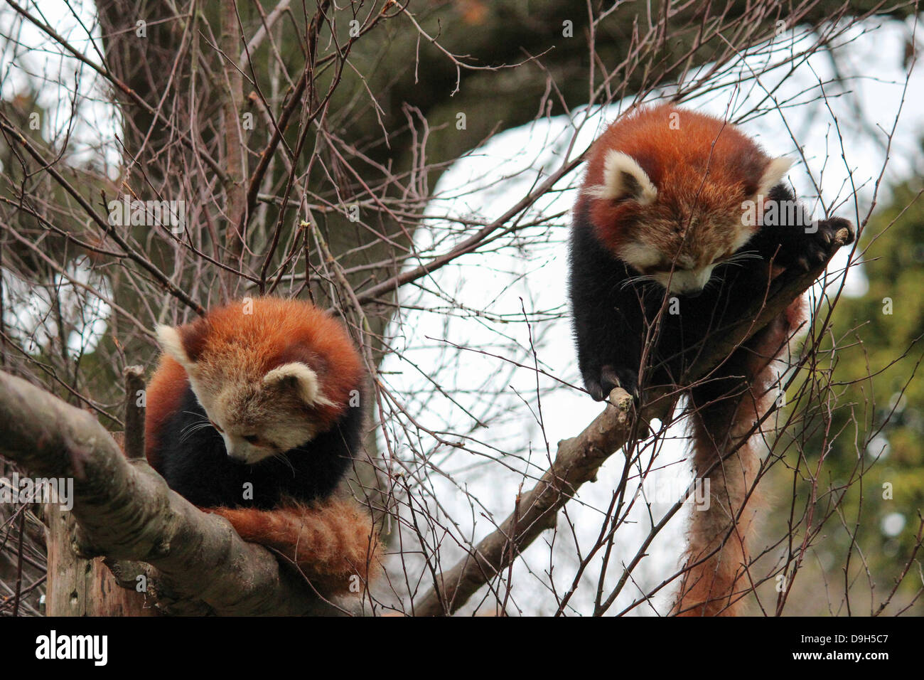 Pandas rouges dans le Zoo de Dublin. Banque D'Images