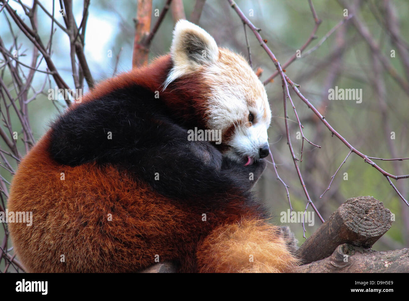 Le panda rouge dans le Zoo de Dublin. Banque D'Images
