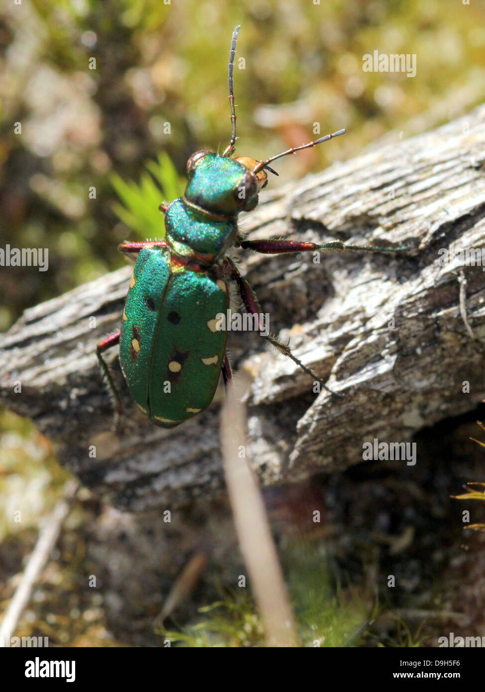 Macro détaillée d'un green tiger beetle (Cicindela campestris) Banque D'Images