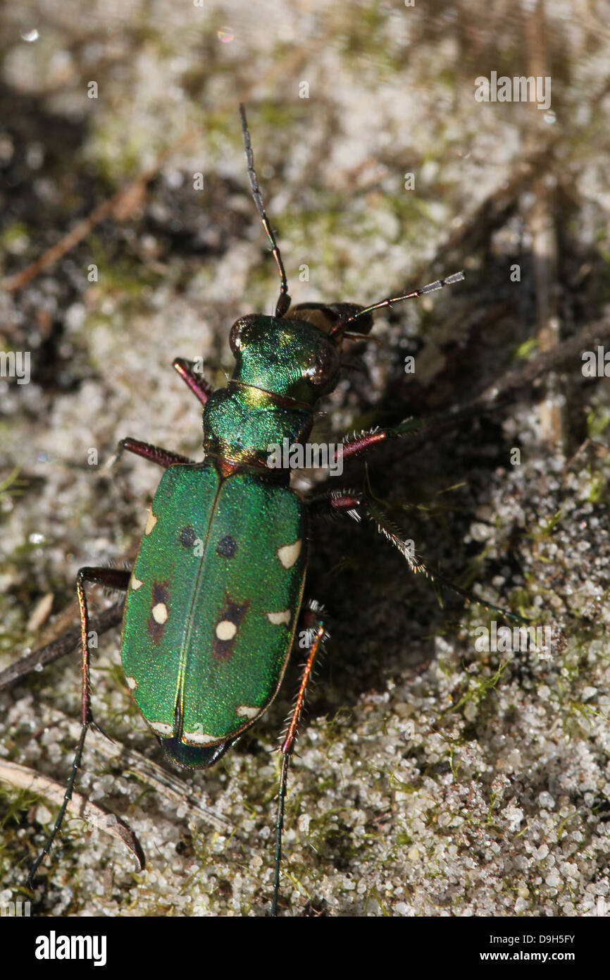 Macro détaillée d'un green tiger beetle (Cicindela campestris) Banque D'Images