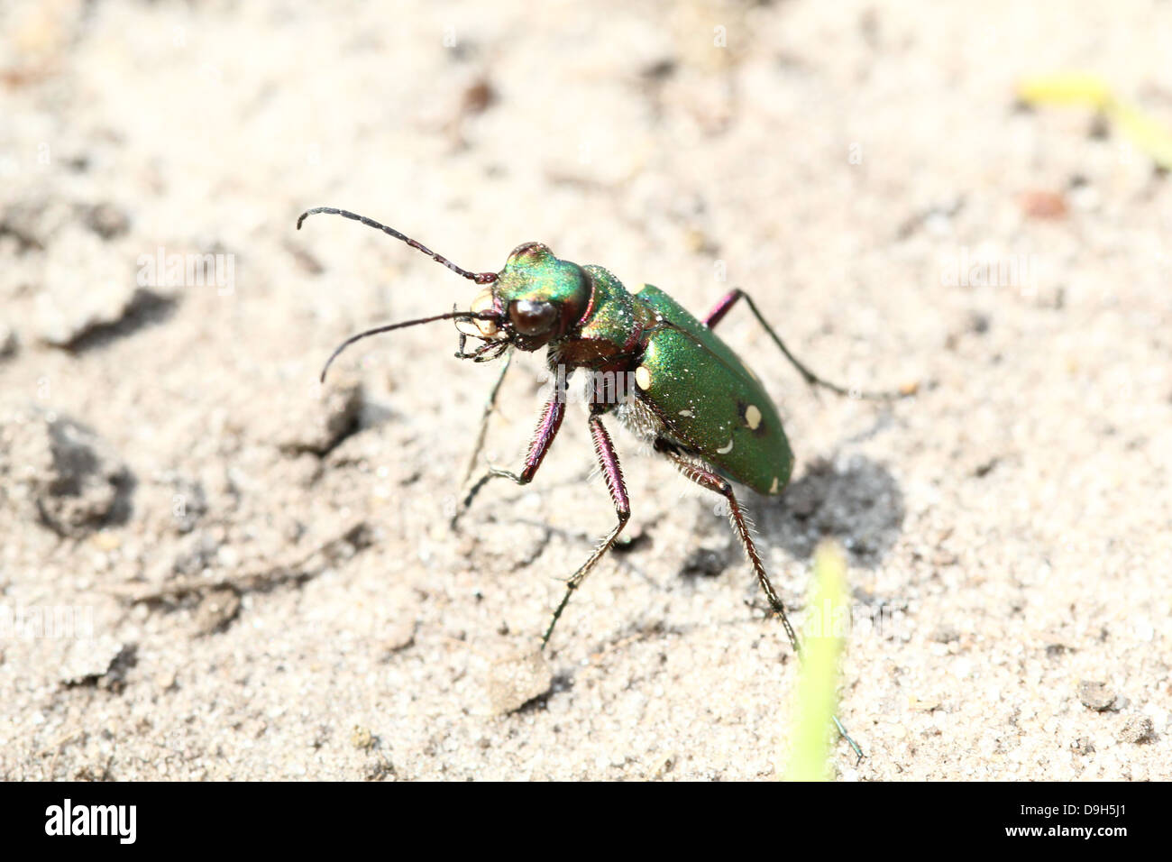 Macro détaillée d'un green tiger beetle (Cicindela campestris) Banque D'Images