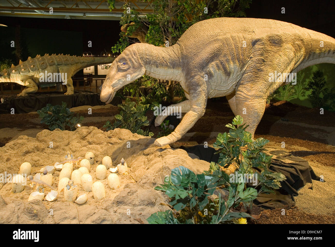 L'Europe, Italie, Lombardie, Cremona, exposition de reproduction de dinosaures, des œufs d'edmontosaus edmontosaus, Banque D'Images