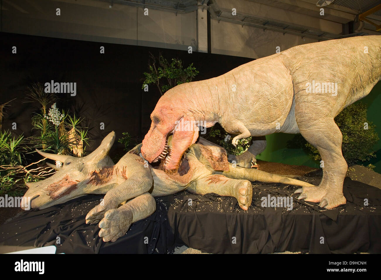 L'Europe, Italie, Lombardie, Cremona, exposition de reproduction de dinosaures, tyrannosaus Banque D'Images