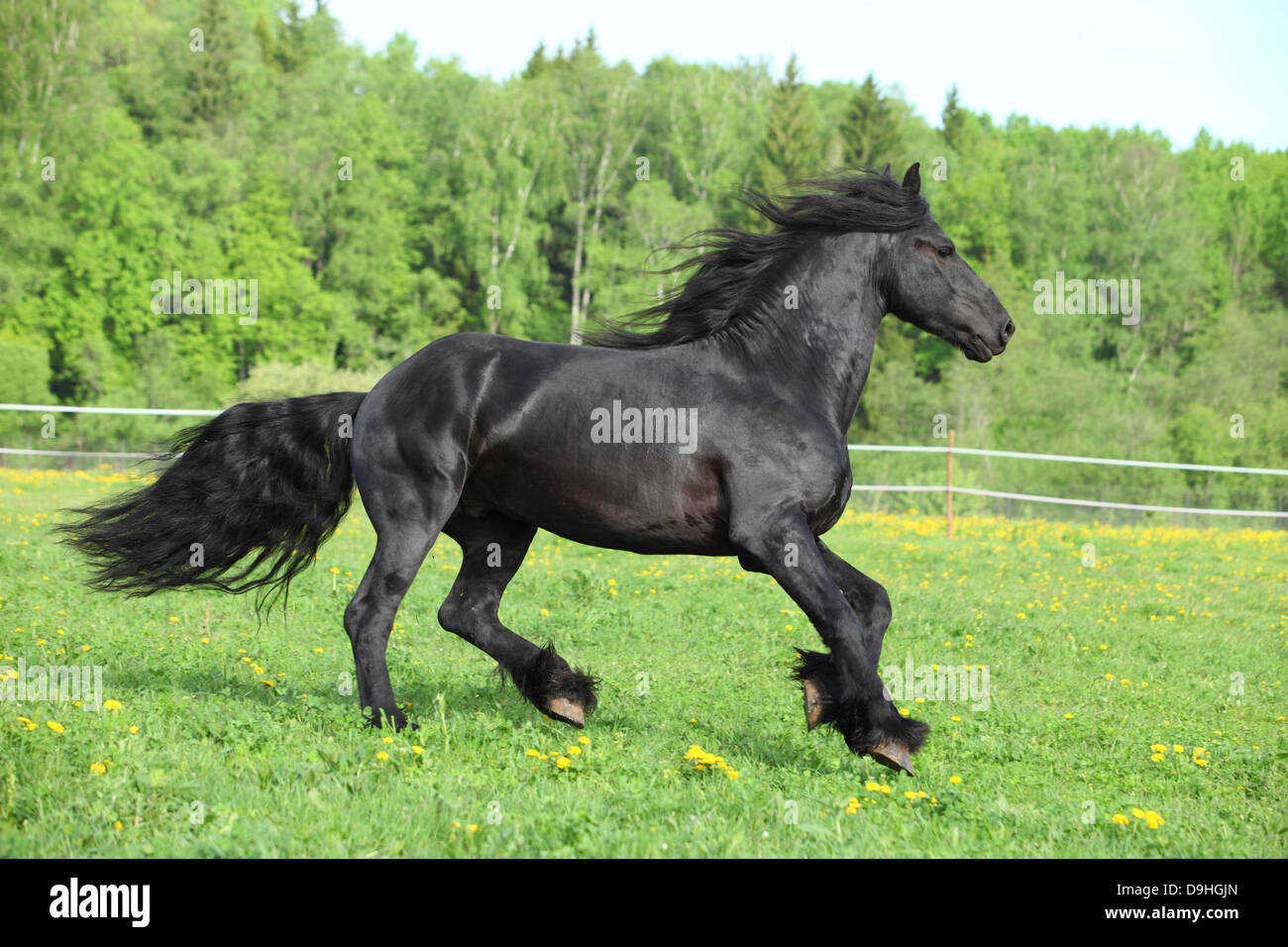 Cheval frison noir galop dans un champ vert Banque D'Images