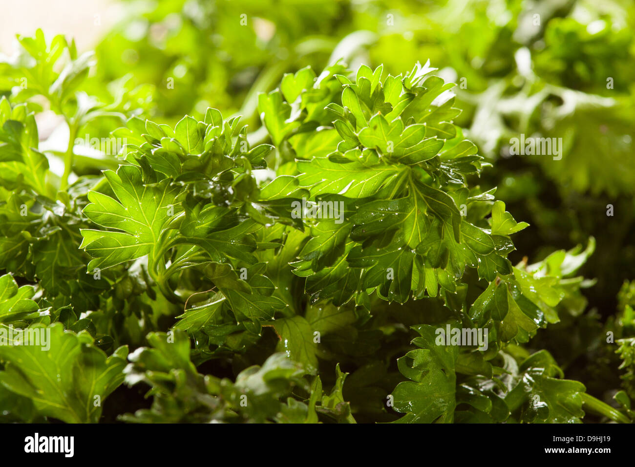 Produits frais bio Persil vert dans un panier marron Banque D'Images