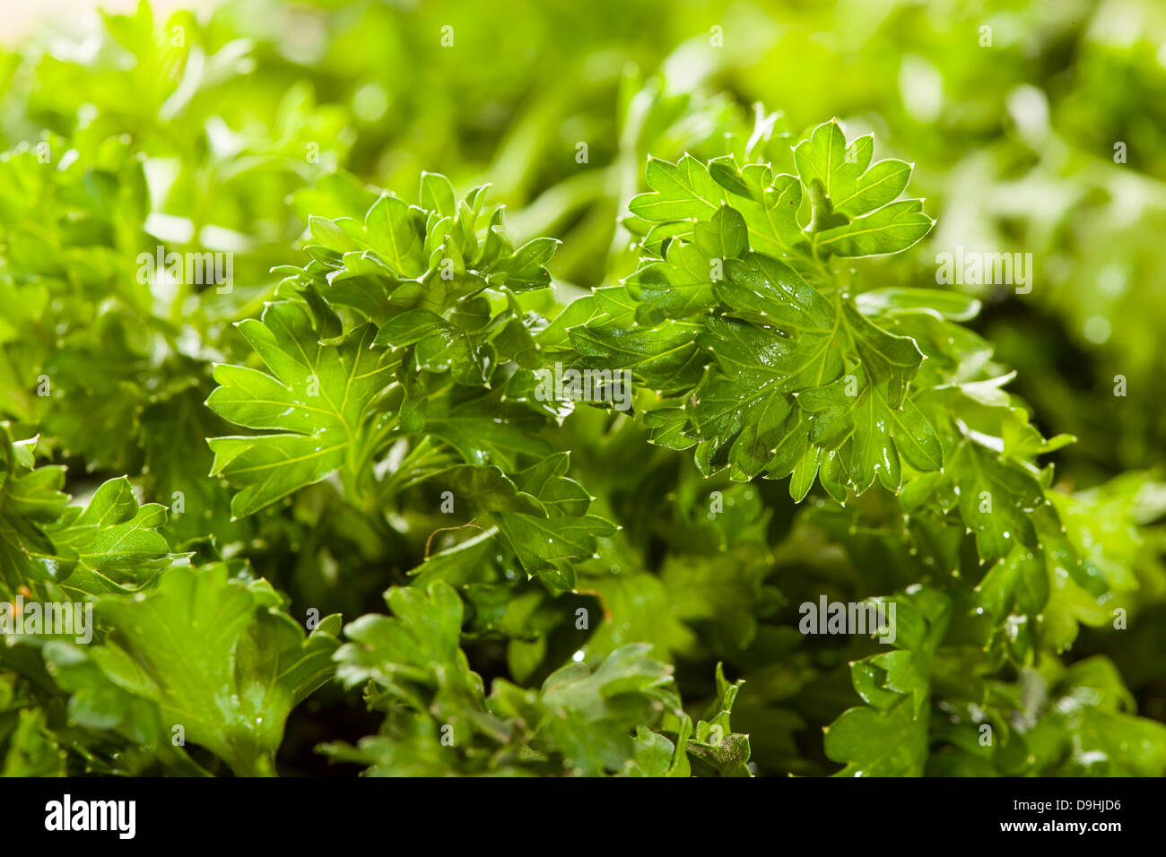 Produits frais bio Persil vert dans un panier marron Banque D'Images