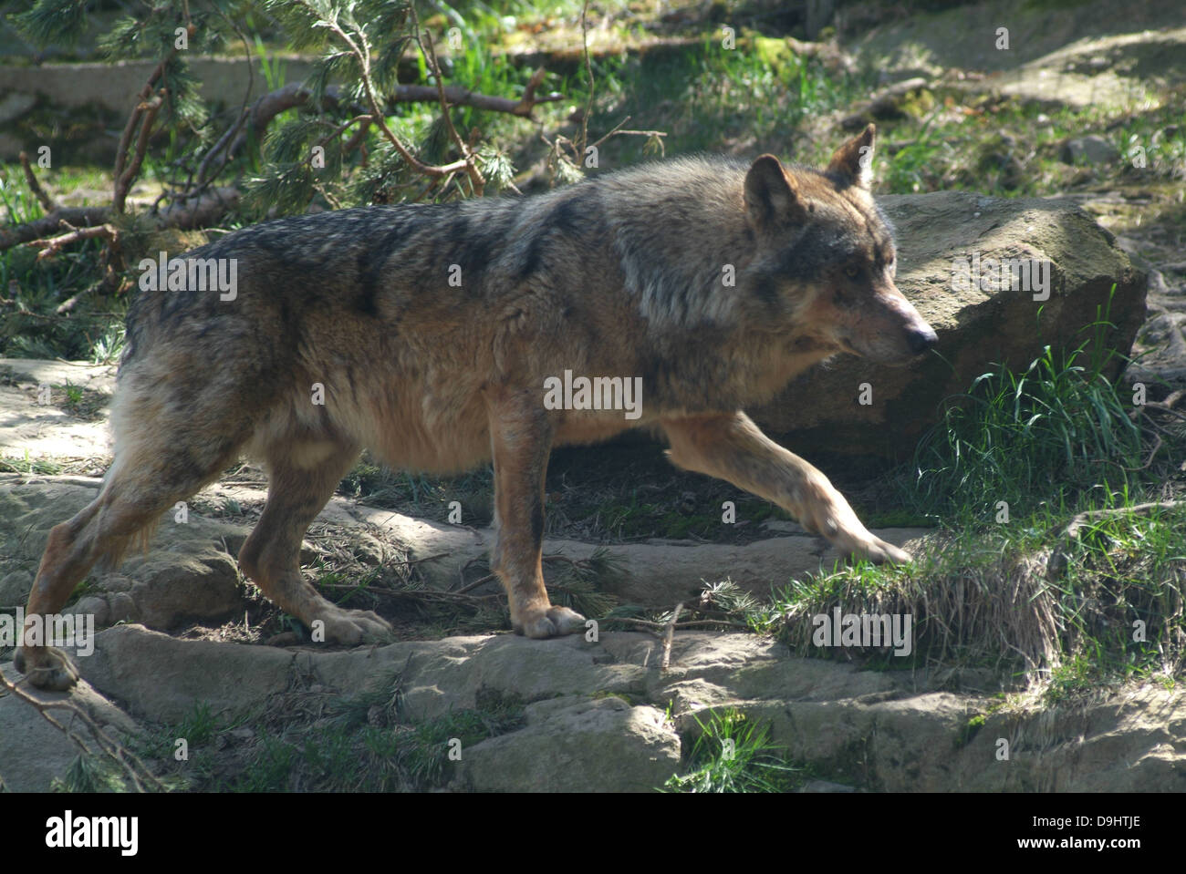 Loup sur le bois Banque D'Images