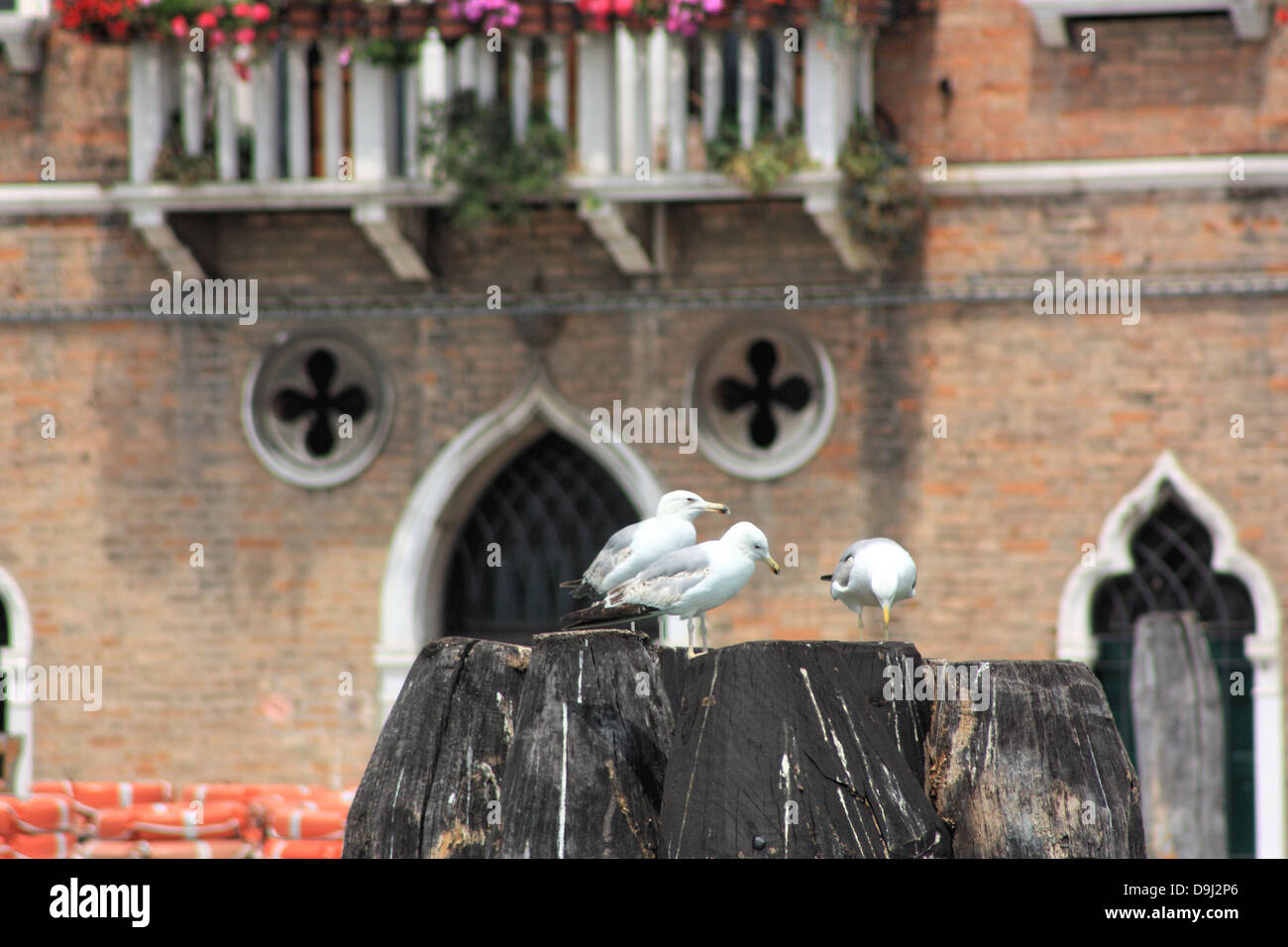 Les goélands assis sur des poteaux d'amarrage à Venise Banque D'Images