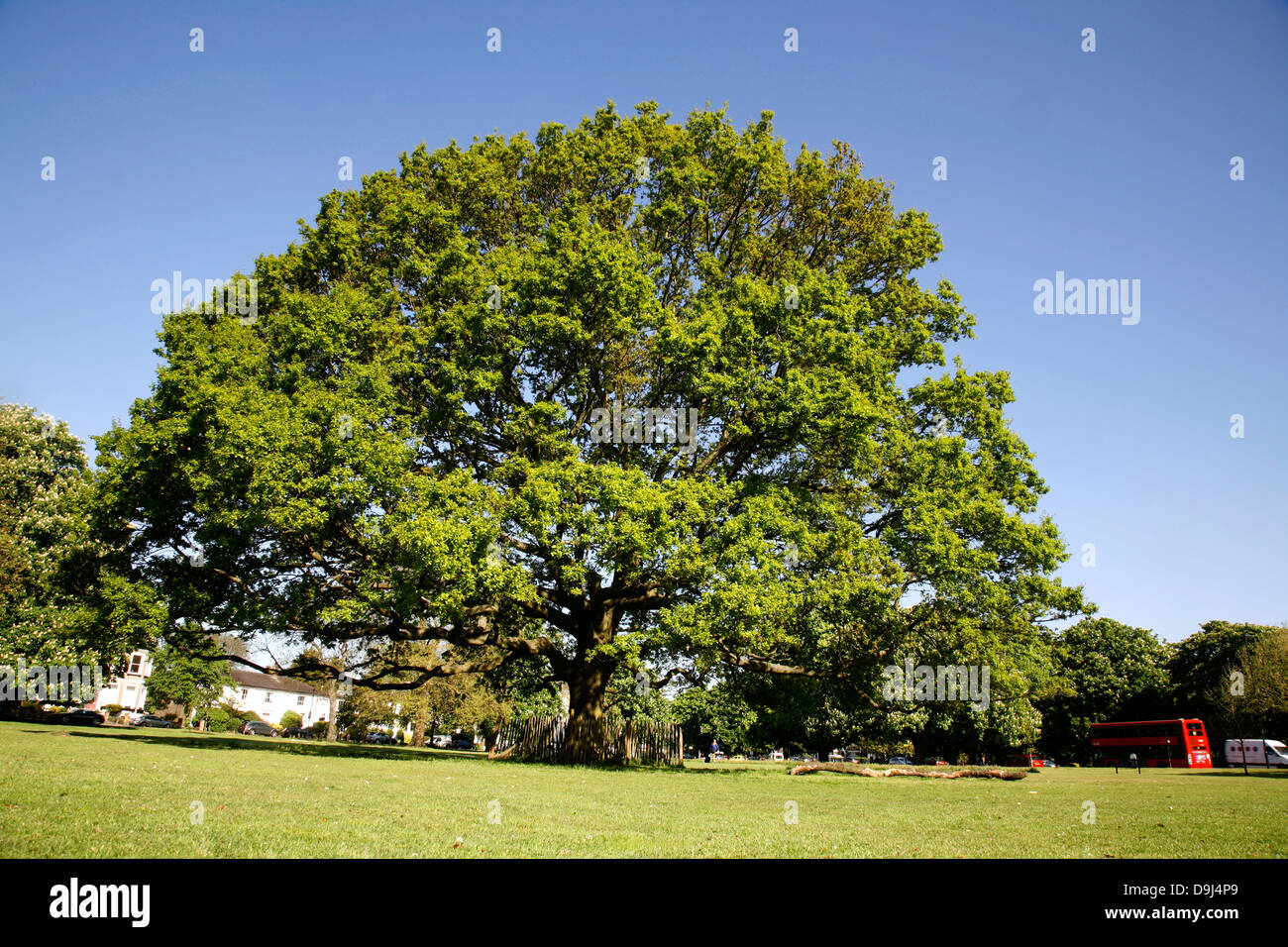 Arbre de chêne sur Ealing Common, Ealing, London, UK Banque D'Images